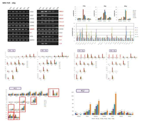 Quantitative real-time PCR analysis of relative candidate target gene levels in mono nuclear cell isolated from human cord-blood and in human leukemia cell-line at indicated times after in vivo or in vitro irradiation