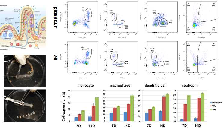 방사선에 의한 장 내 면역세포의 변화