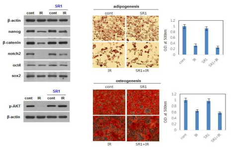 The ability of differentiation of OP9 with or without SR1