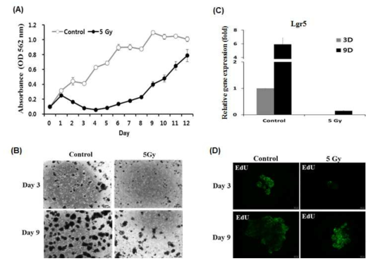 Survival and proliferation analysis of intestinal mini organ in time dependent manner in response to radiation