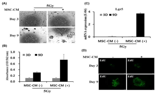 Survival and proliferation analysis of irradiated intestinal mini organ after treatment of mesenchymal stem cells-conditioned medium(MSC-CM)