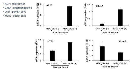 Expression analysis of intestine epithelial cell types on irradiated intestinal mini organ after treatment of MSC-CM