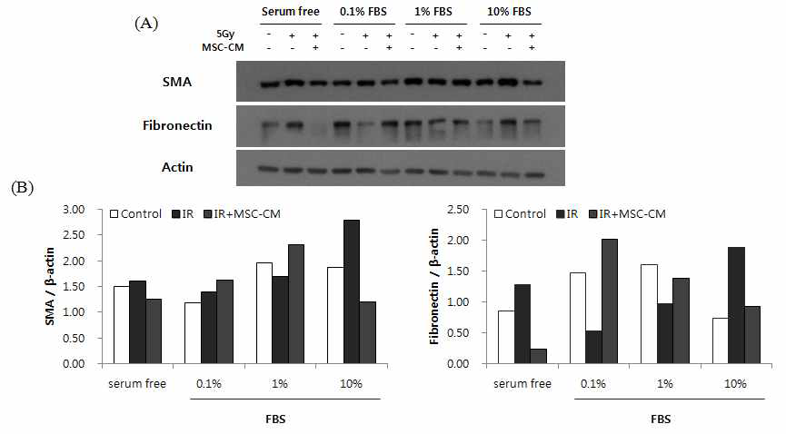 Changes of alph-smooth muscle actin (SMA) and fibronectin levels in non-irradiated and irradiated cells