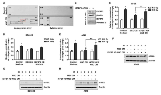 IGFBP3 regulates alph-smooth muscle actin (SMA) in irradiated cells