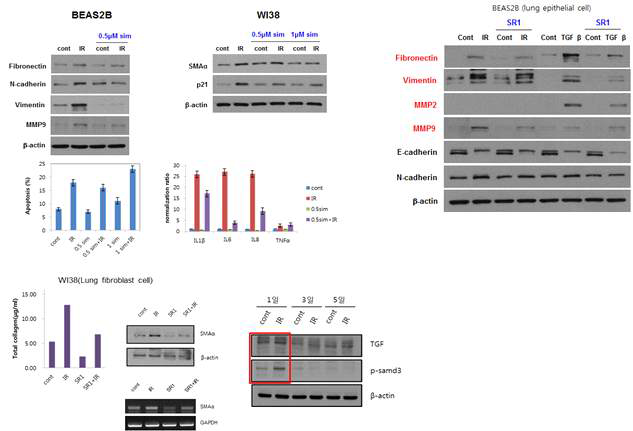 Simvastatin and SR1 inhibit alph-smooth muscle actin (SMA) in irradiated cells