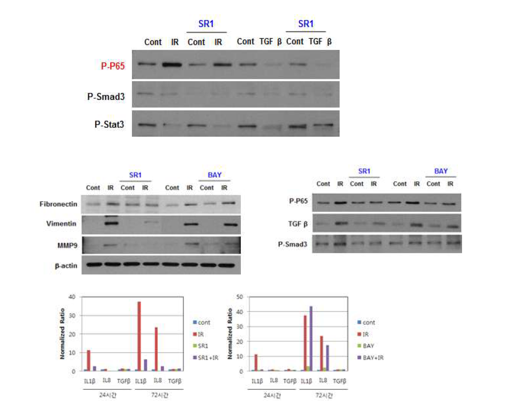 SR1 inhibit NF-kB signaling in irradiated cells