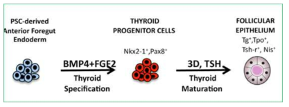 Schema of thyroid mini organ-derived from induced pluripotent stem cells (from Kurmann AA et al., Cell Stem Cell. 2015)