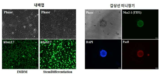 Analysis of differentiation step into thyroid mini organ from induced pluripotent stem cells