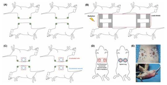 방사선 외상 복합 손상 모델 제작