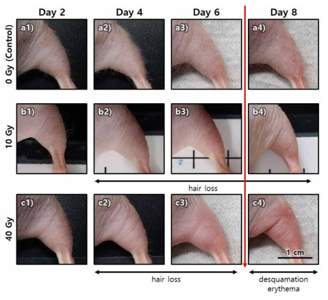 Longitudinal bright-field images of the CRI mouse hindlimb skin