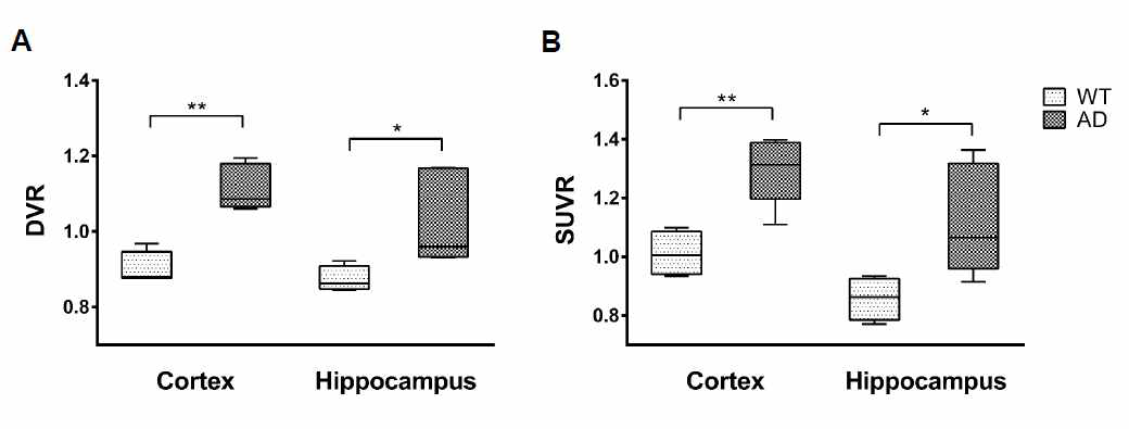 대뇌 피질 및 해마 영역 내 DVR 및 주사 후 30 ~ 60분에서의 SUVR 결과. 두 영역 모두에서 AD 마우스가 WT과 비교해 유의하게 높은 정량적 수치를 보인다