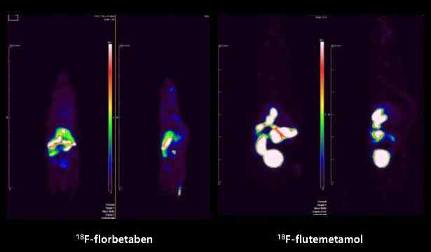 실험군(AD) 마우스 전신에서의 PET 영상 비교