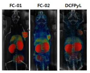 종양 모델에서 획득한 PET-CT 영상