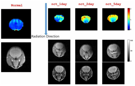 실험동물의 두부영역에서 방사선 조사에 따른 조직반응의 영상화