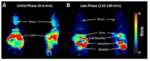 정상 마우스에서의 주사 후 초기 (A, 0 ~ 4분) 및 후기 (B, 110 ~ 130분) 전신 18F-FC119S PET 영상. 뇌 영역 내 빠른 방사능 집적 (초기) 및 배출 (후기)양상 보임