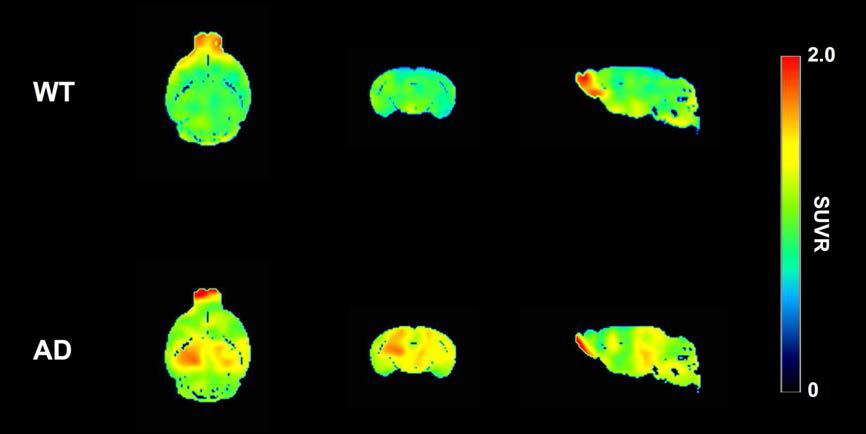 18F-FC119S 주사 후 30 ~ 60분에서의 PET 영상. 정상군과 비교해 AD 마우스의 대뇌 피질 및 해마 영역에서 높은 섭취 양상을 보임