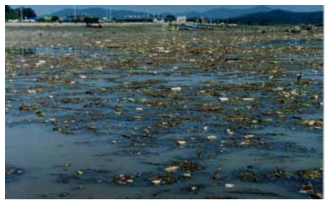 강우와 함께 유입된 바다쓰레기 자료: 한경남, 2003