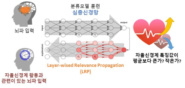 Layer-wise Relevance Propagation (LRP) 방법을 적용하여, 심층신경망 은닉층의 생성 과정을 역추적 함으로써 자율신경계 특징(출력)을 잘 설명하는 뇌파 특징(입력)을 찾을 수 있음