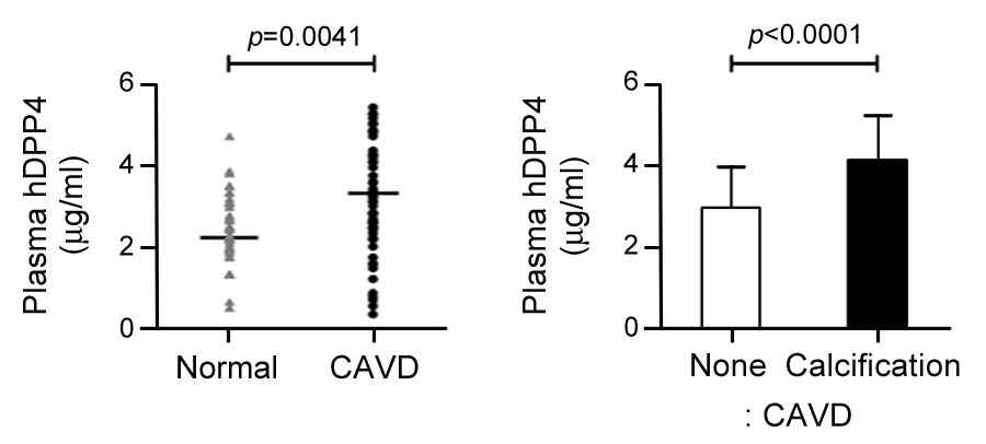 대동맥판막 석회화 환자의 혈장 DPP-4 증가
