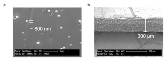 제작된 산란층의 SEM 사진