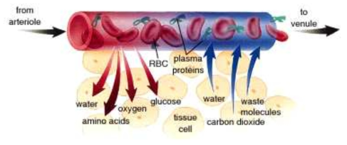 혈액과 세포 간질액의 사이에서의 물질교환