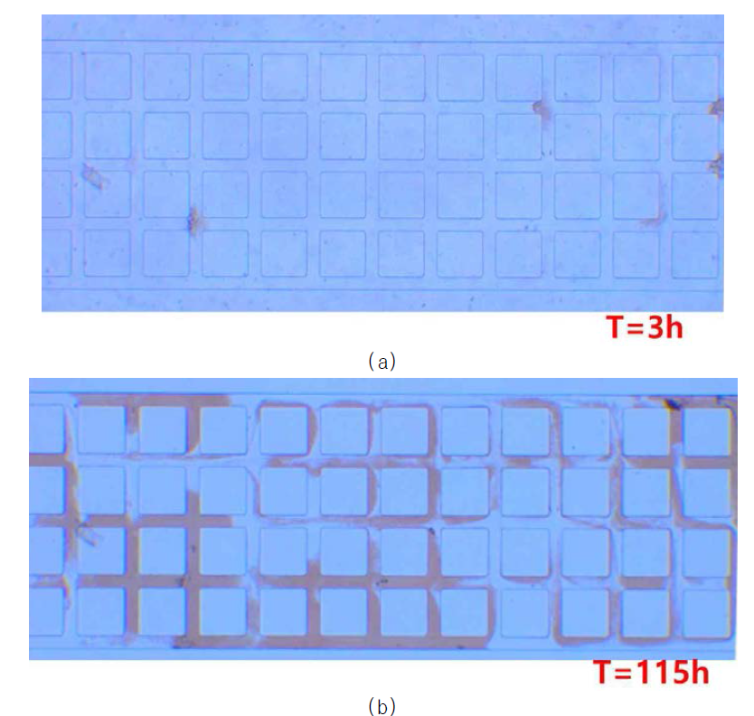 시간에 따른 2D 마이크로 칩 내부의 바이오필름 생성 양상