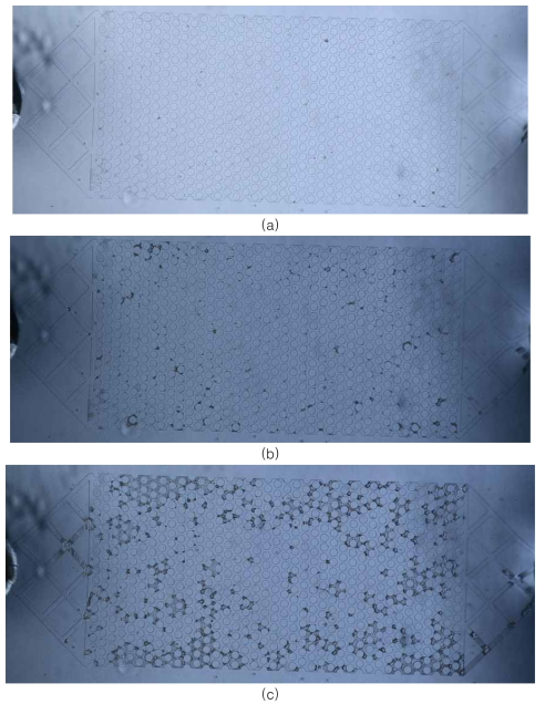 시간에 따른 2D 마이크로 칩 내부의 바이오폴리머 생성 양상