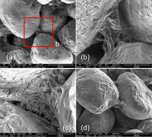 바이오폴리머에 의해 코팅된 흙 입자의 ESEM 사진