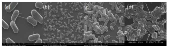 (a) 개별의 박테리아(Listeria monocytogenes EGDe)이 유리표면에 붙음. (b) 박테리아들이 증식하기 시작함. (c) 박테리아가 군체(Colony)를 형성함. (d) 박테리아가 바이오폴리머를 생성하며 바이오필름을 형성함(Park and Abu-Lail, 2011)