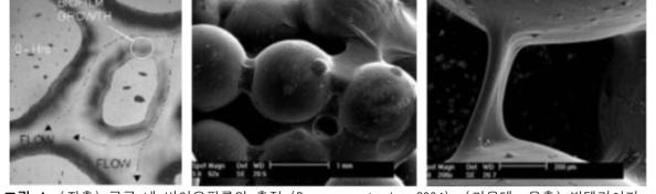 (좌측) 공극 내 바이오필름의 축적 (Dunsmore et al., 2004). (가운데, 우측) 박테리아가 형성한 바이오폴리머에 의한 고체 표면 코팅 (Chang and Cho, 2012)