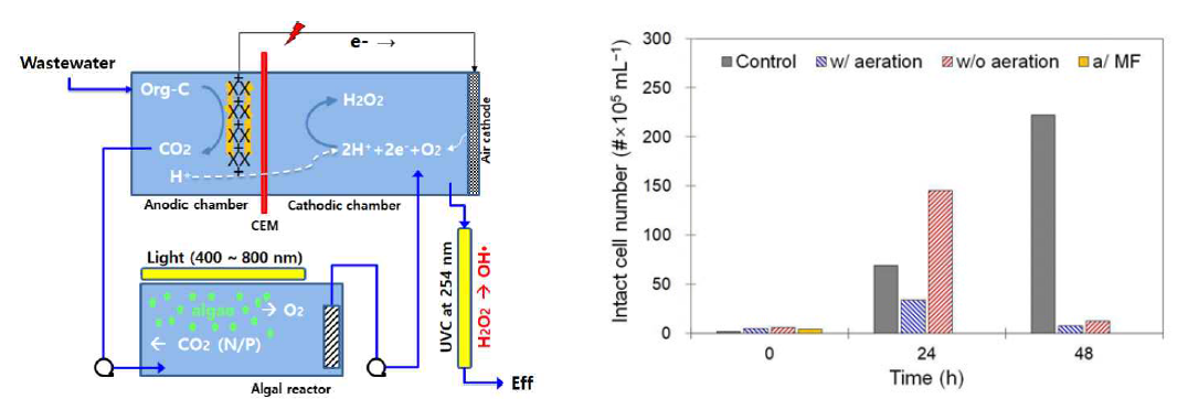 광합성 생물반응공정 조합시스템(좌)으로부터 E. coli 불활성화 특성 평가(우)