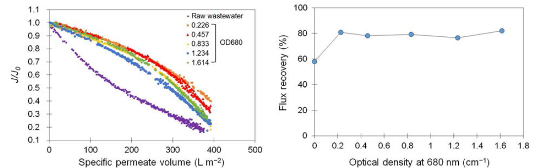 광합성 생물반응공정 바이오매스 농도에 따른 멤브레인 여과성능(좌) 및 플럭스회복(우)