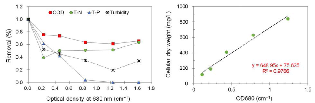 광합성 생물반응공정의 운전시 바이오매스 농도에 따른 처리수질(좌) 및 바이오매스의 광흡수도 대비 생체중량 상관성(우)