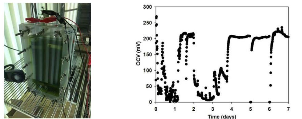 0.6L급 BPV 반응기(좌) 및 광합성 생물종 증식에 따른 OCV(우)