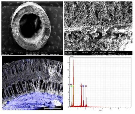 APTES 처리된 Alumina 다공체의 SEM Analysis, Si Mapping