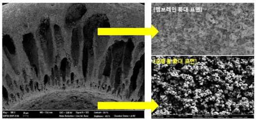 개질 메조세공제올라이트 Y 코팅 중공사의 단면 SEM 분석