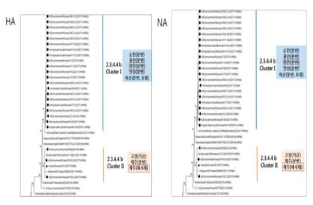 Phylogenetic analysis for HA and NA genes of H5N6(HPAI virus) isolated from wild bird
