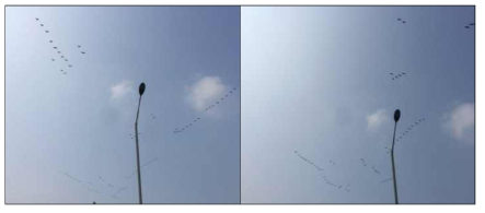 Actual image of Wild birds migration in Incheon(Oct 15. 2018)