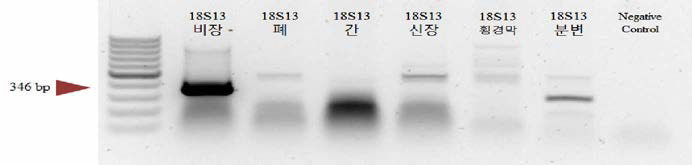 SFTSV detection in wild boar tissue samples (S segment: 346 bp)