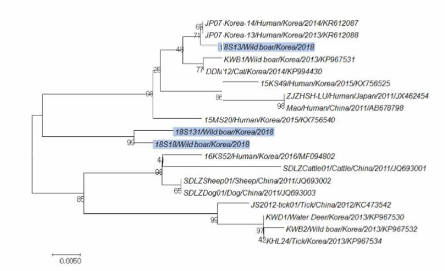 Phylogenetic analysis of SFTS virus identified from wild boars (S segment: 346 bp)