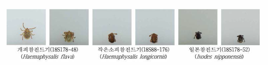 Photos of ticks identified from wild boars