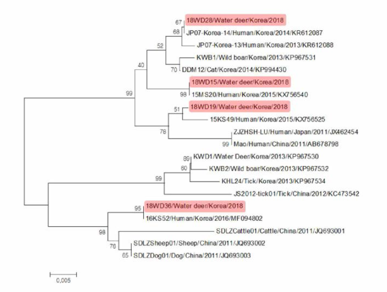 Phylogenetic analysis of SFTS virus from water deers (S segment : 346 bp)