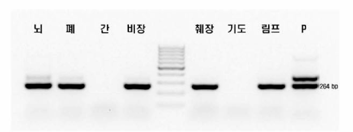 Amplification of CCV through PCR technique from various raccoon dog organs