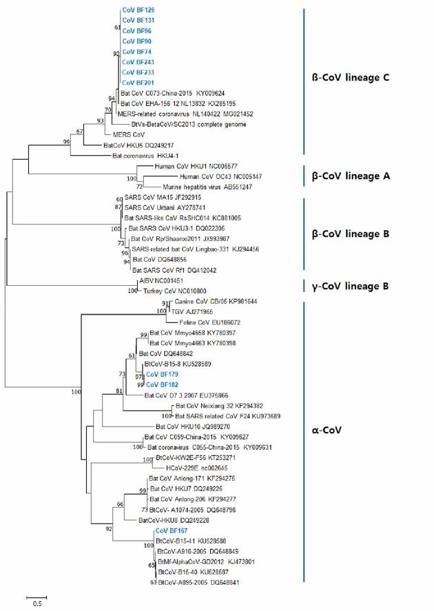 Phylogenetic analysis of Coronaviruses identified from bats (RdRp marker: 440 bp)