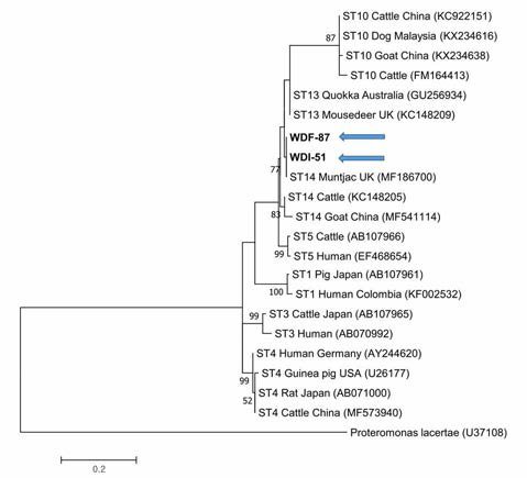 Phylogenetic analysis of Blastocystis spp. (18S rRNA)