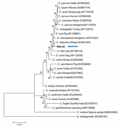 Phylogenetic analysis of Cryptosporidium spp. (18S rRNA)