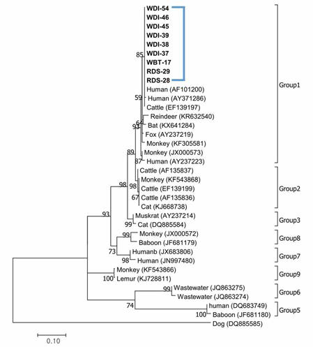 Phylogenetic analysis of Enterocytozoon bieneusi (ITS gene). Phylogenetic relationships of ITS gene fragments of Enterocytozoon bieneusi identified from the fecal and intestinal samples of wild animals