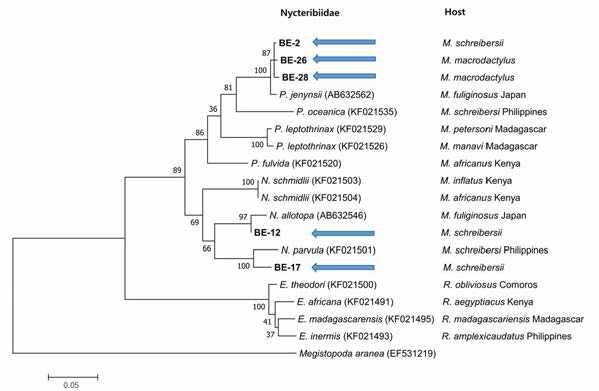 Phylogenetic relationships of lousefly 18S rRNA collected from bats. The sequences identified in this study are indicated using arrows, showing Penicillidia jenynsii, Nycteribia allotopa, and N, parvula
