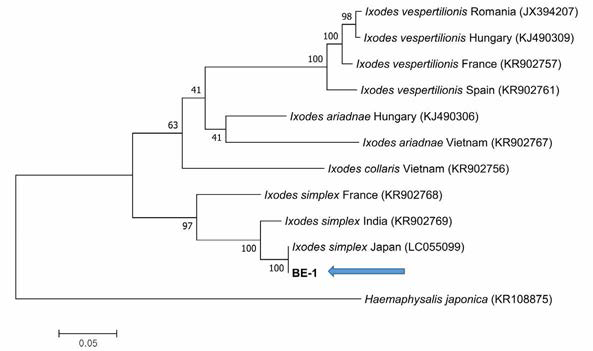 Phylogenetic relationships of tick 18S rRNA collected from bats. The sequences identified in this study are indicated using an arrow, showing Ixodes simplex
