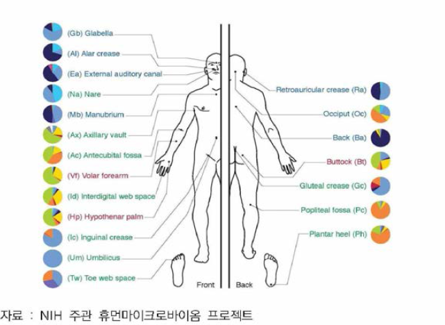 신체 다양한 부위의 피부에 존재하는 미생물 군집 구조의 차이